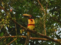 Pteroglossus torquatus