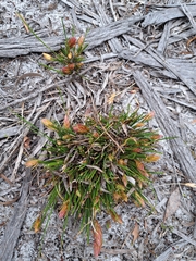 Johnsonia inconspicua