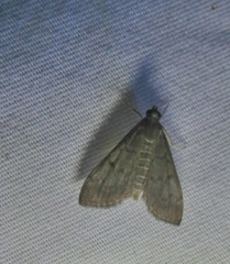 Herpetogramma