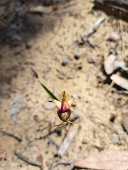 Caladenia rhomboidiformis