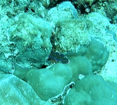 Tridacna