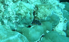 Tridacna
