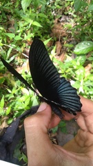 Papilio memnon