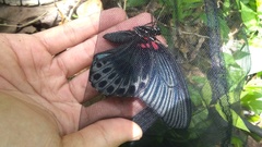 Papilio memnon