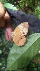 Cupha erymanthis