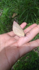 Catopsilia pomona