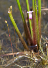 Utricularia resupinata