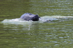 Trichechus manatus