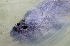 Trichechus manatus