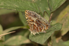 Catapaecilma major