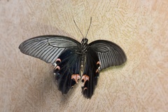 Papilio protenor