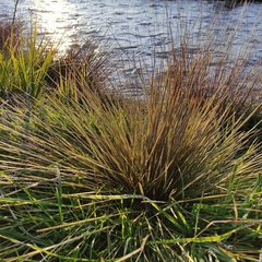 Aciphylla subflabellata