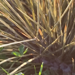 Aciphylla subflabellata