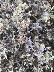 Atriplex amnicola