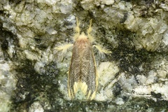 Arna bipunctapex