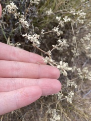 Tidestromia lanuginosa