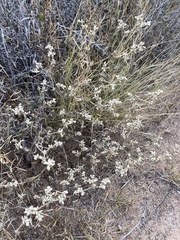 Tidestromia lanuginosa