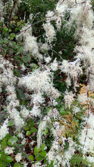 Usnea longissima