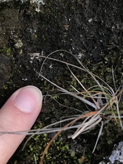 Plagiochila