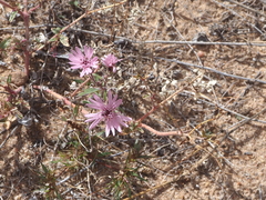 Palafoxia sphacelata