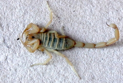 Centruroides sculpturatus