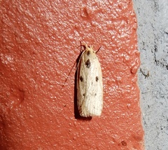 Scythropiodes
