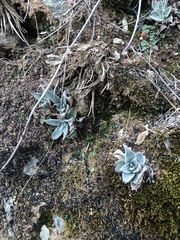 Dudleya cymosa