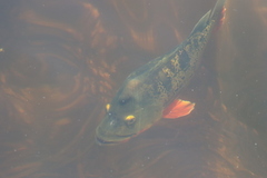 Cichla ocellaris
