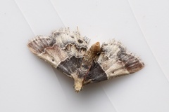 Pyralis pictalis