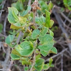Muehlenbeckia