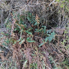 Polystichum vestitum