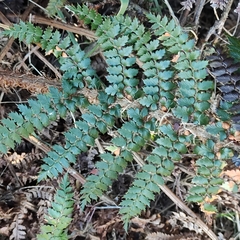 Polystichum vestitum