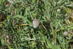Plebejus samuelis