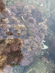 Corallina officinalis