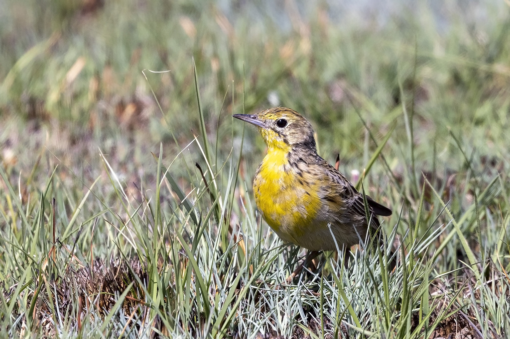 Yellow-breasted Pipits
