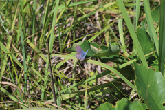 Plebejus samuelis