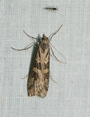 Nomophila corticalis