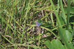 Plebejus samuelis
