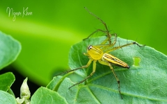 Oxyopes