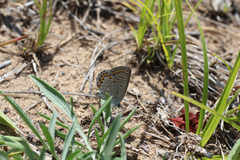 Plebejus samuelis