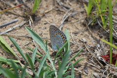Plebejus samuelis