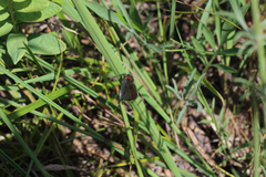 Plebejus samuelis