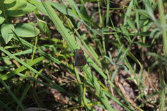 Plebejus samuelis