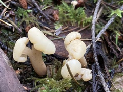 Cudonia confusa