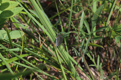 Plebejus samuelis