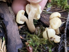 Cudonia confusa