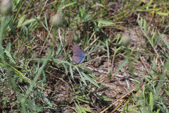 Plebejus samuelis