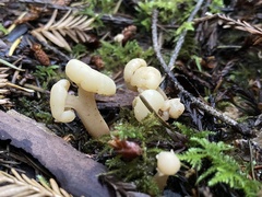 Cudonia confusa