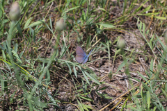 Plebejus samuelis