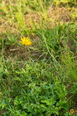 Tragopogon orientalis